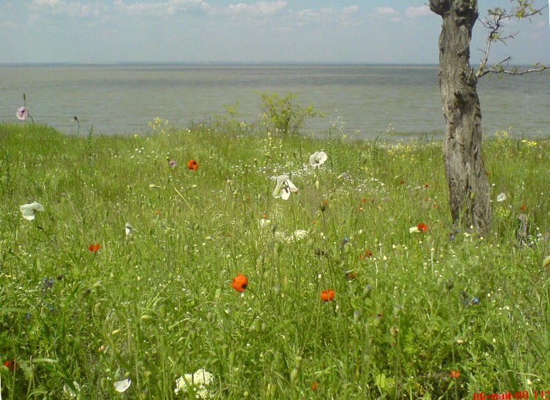 Днестровский лиман, image of landscape/habitat.