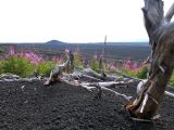 Северный прорыв, image of landscape/habitat.