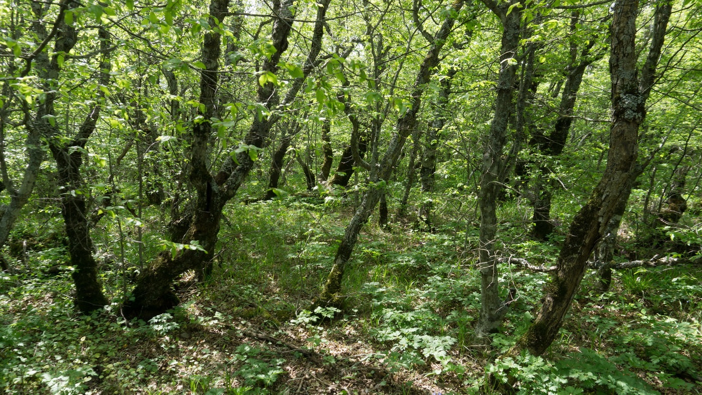 Мыс Большой Утриш, image of landscape/habitat.