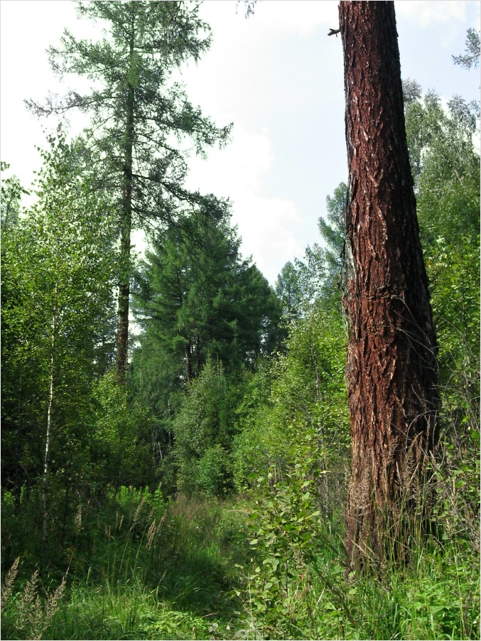 Зигальга, image of landscape/habitat.