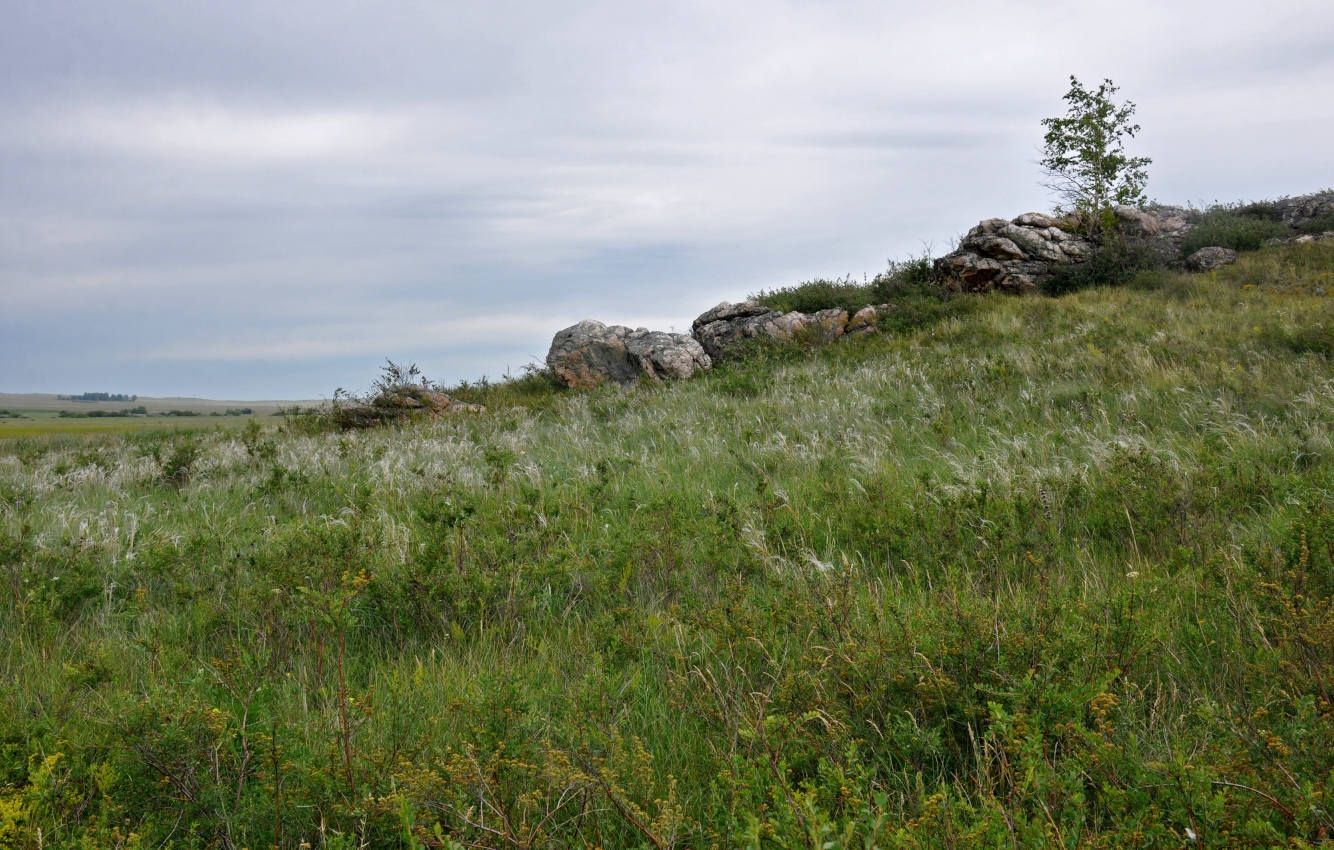 Озеро Колыванское, image of landscape/habitat.