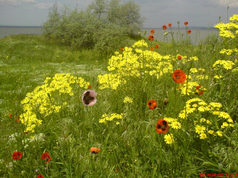 Днестровский лиман, image of landscape/habitat.