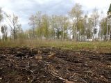 Электрогорск и его окрестности, изображение ландшафта.