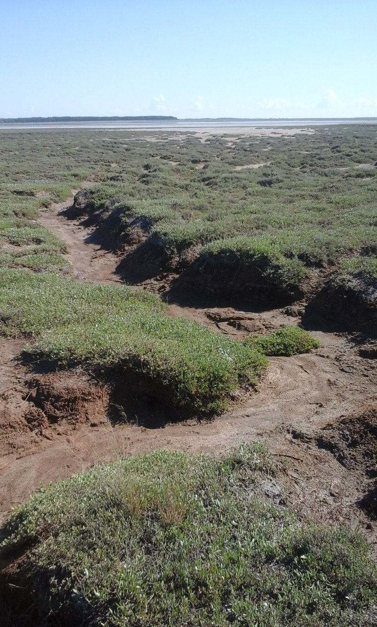 Котловина оз. Солёное, image of landscape/habitat.