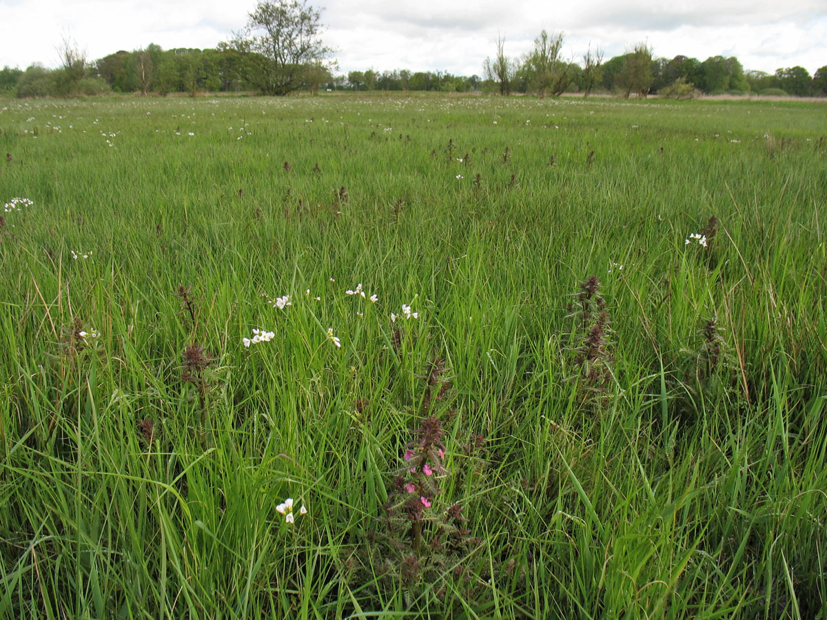 Национальный парк Drentsche Aa, image of landscape/habitat.