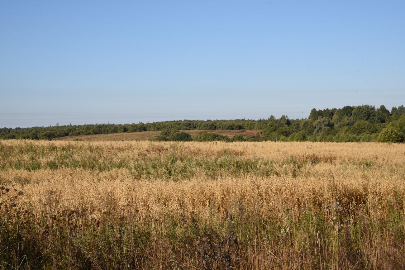 Деревня Вдовец, image of landscape/habitat.