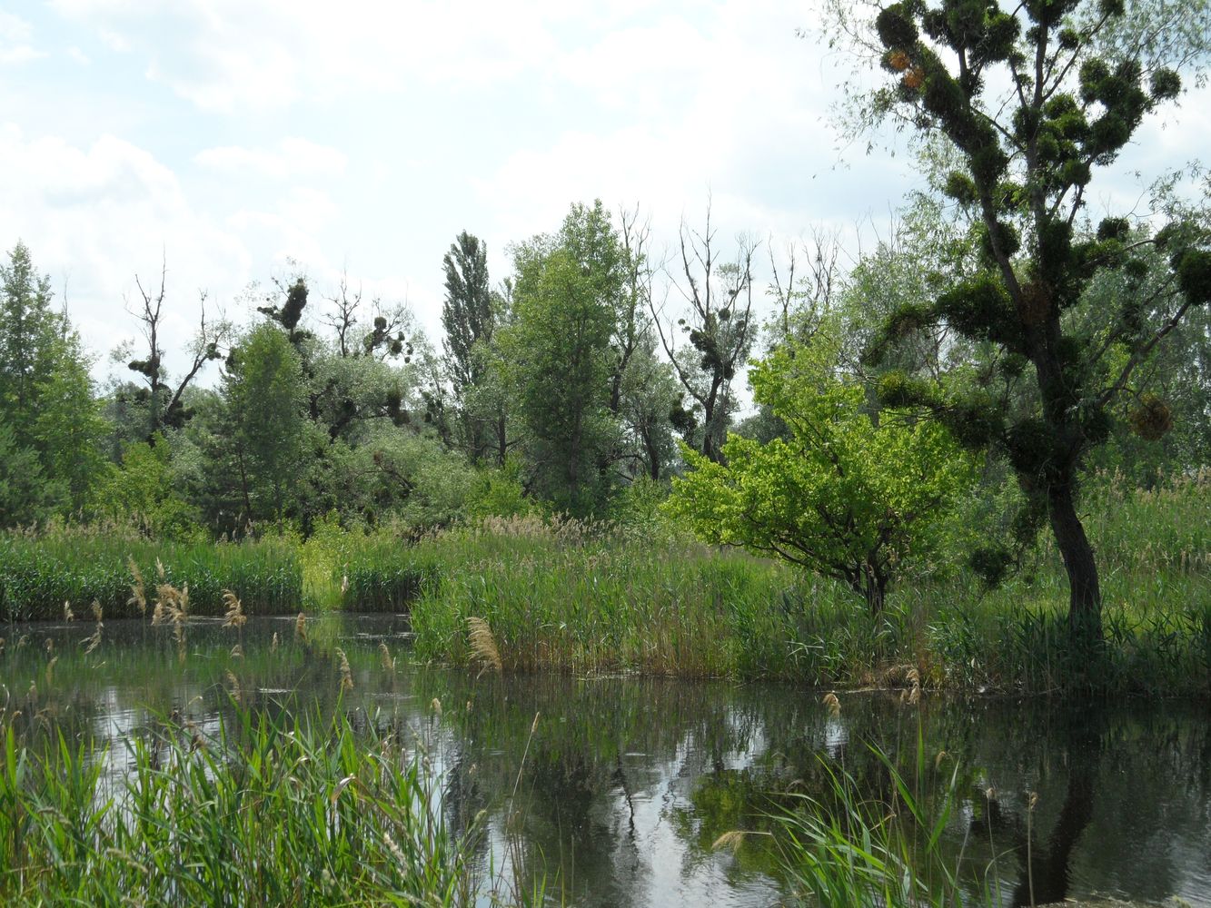 Окрестности села Коробовка, image of landscape/habitat.