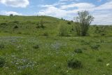 Окрестности села Несветай, image of landscape/habitat.
