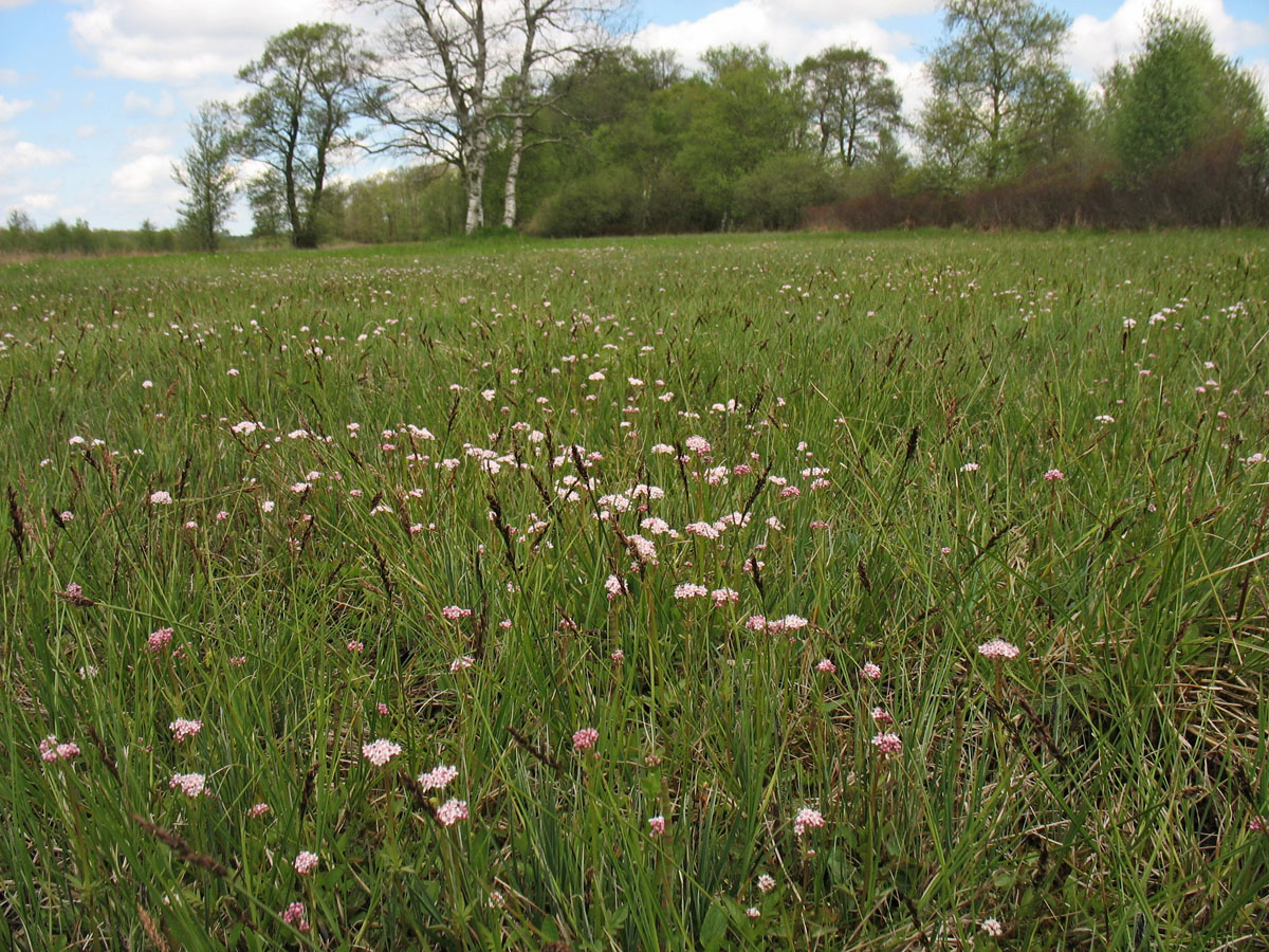 Брукланд (Broekland), image of landscape/habitat.