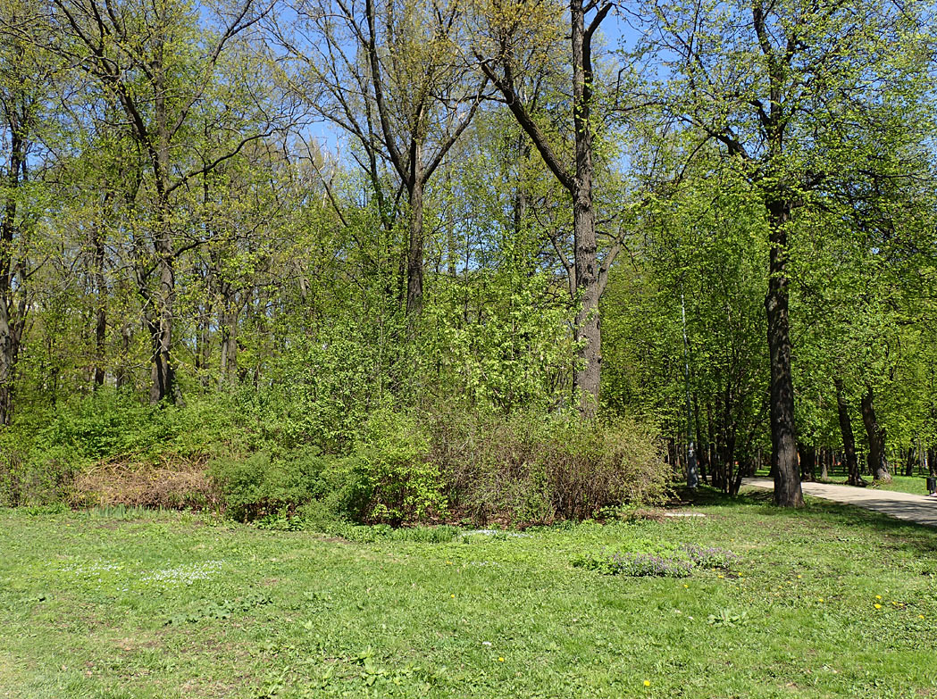 Воронцовский парк, image of landscape/habitat.