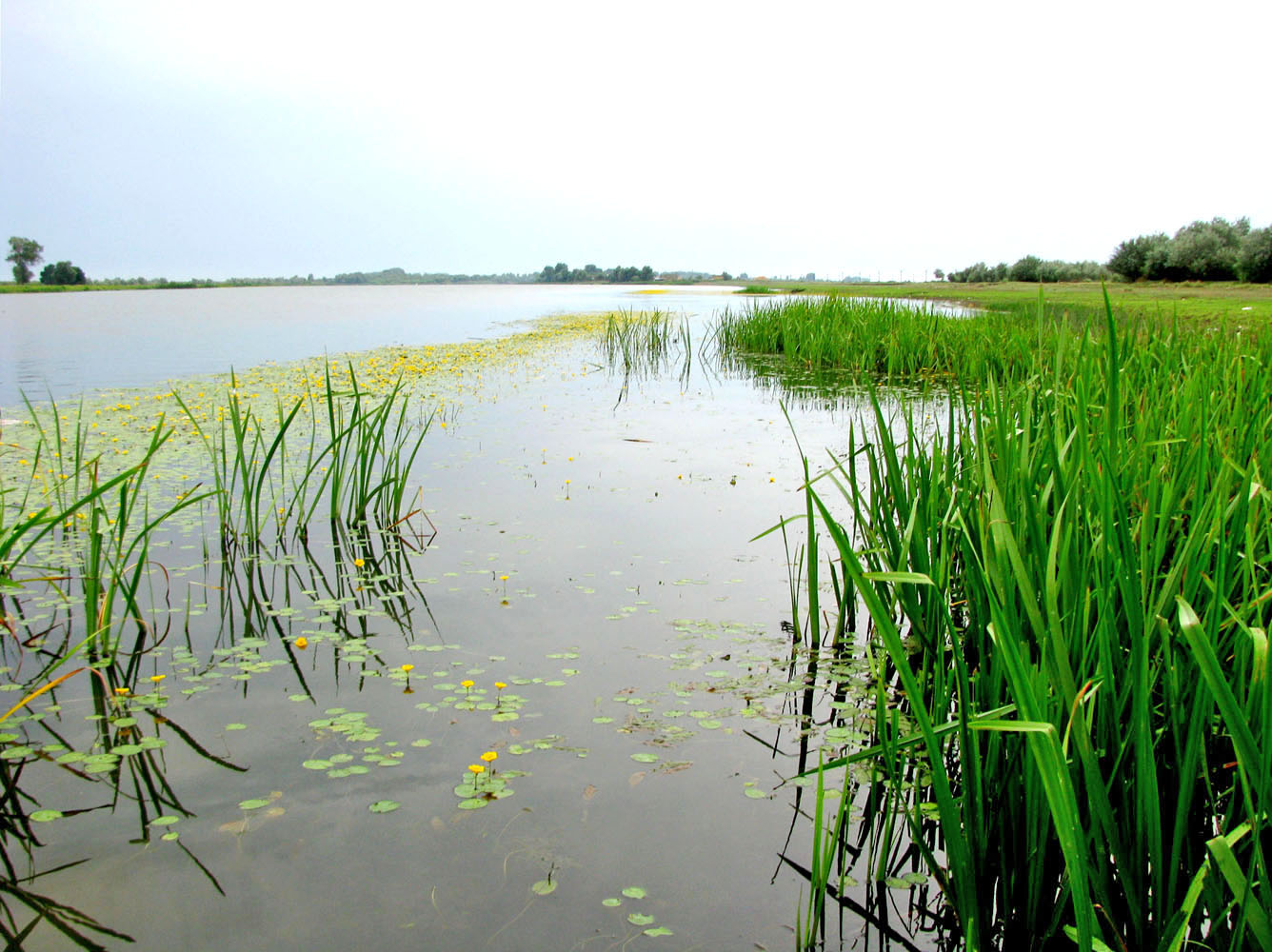 Камызяк – Бахтемир, image of landscape/habitat.