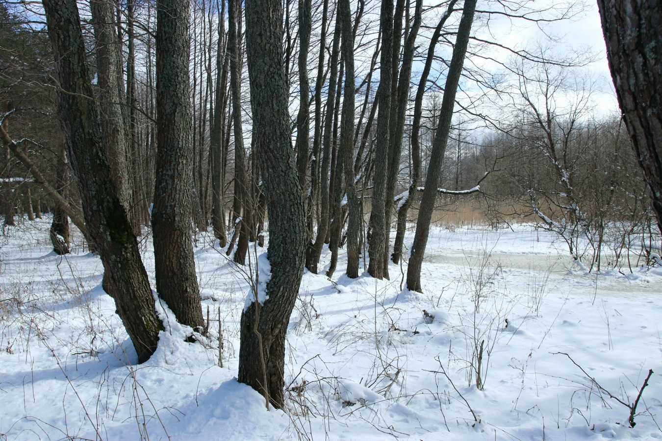 Большая Ижора, изображение ландшафта.