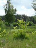 Image of landscape