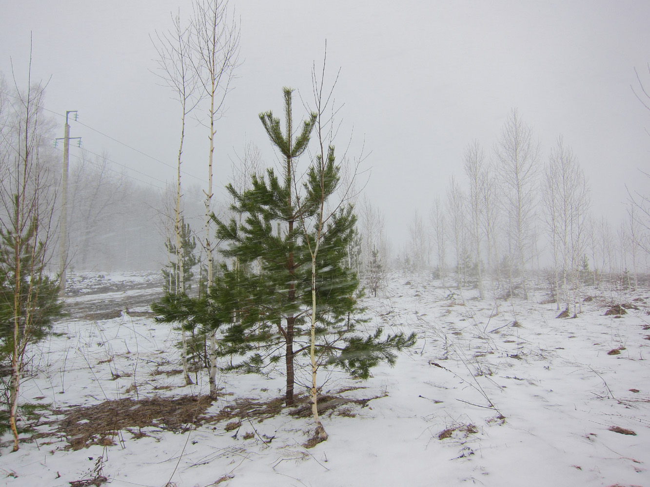 Бавлы, image of landscape/habitat.