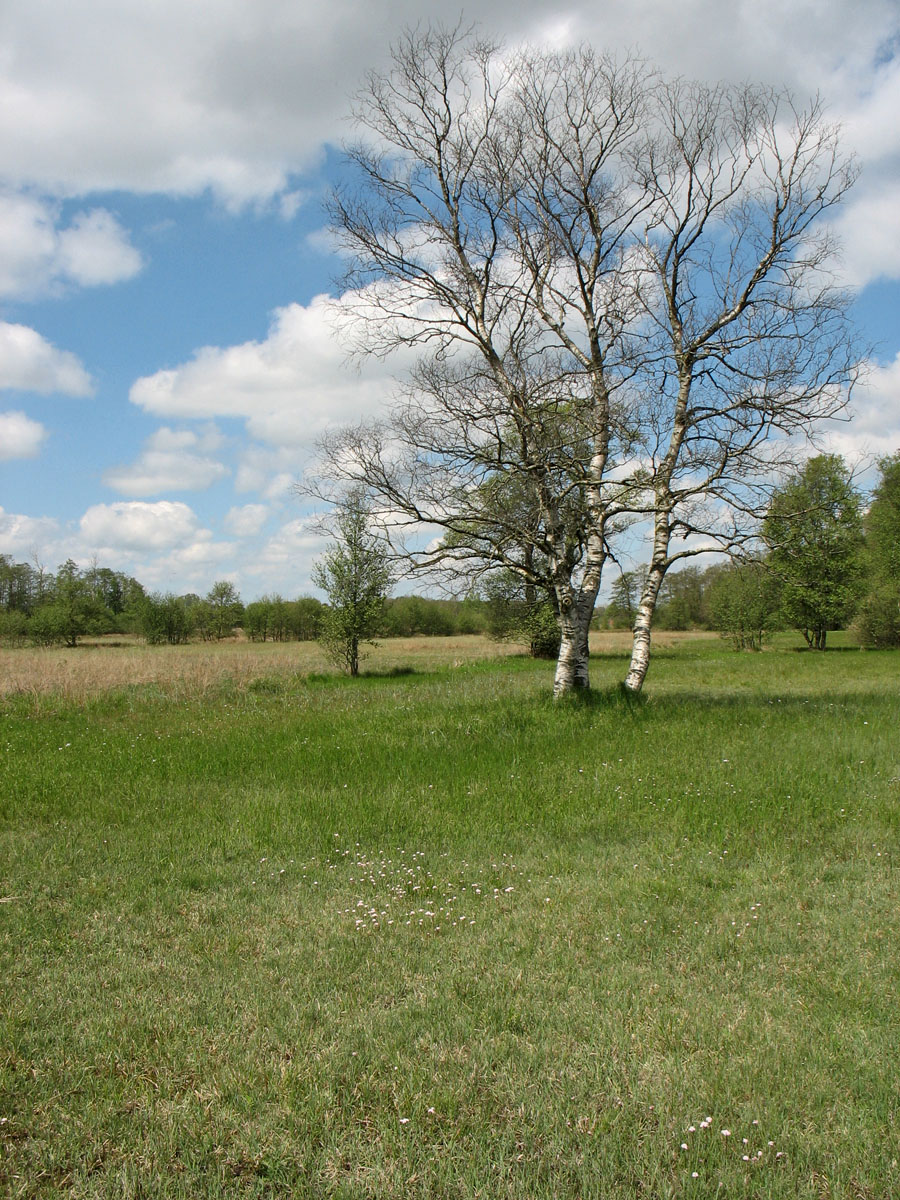 Брукланд (Broekland), изображение ландшафта.