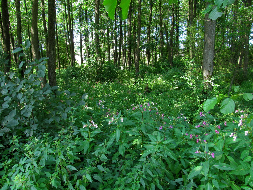 Новогрудок, image of landscape/habitat.