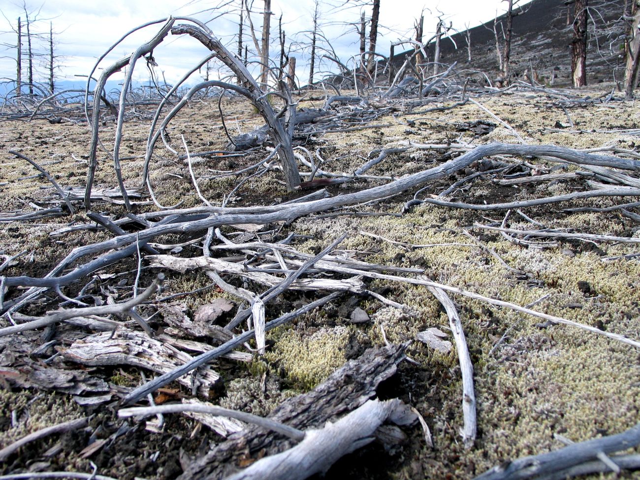 Северный прорыв, image of landscape/habitat.