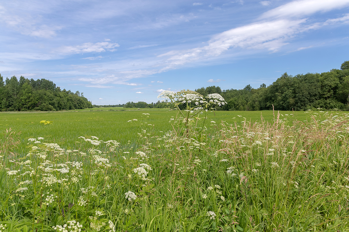 Окрестности посёлка Володарское, image of landscape/habitat.