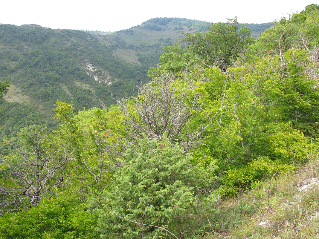 Окрестности Геленджика, image of landscape/habitat.