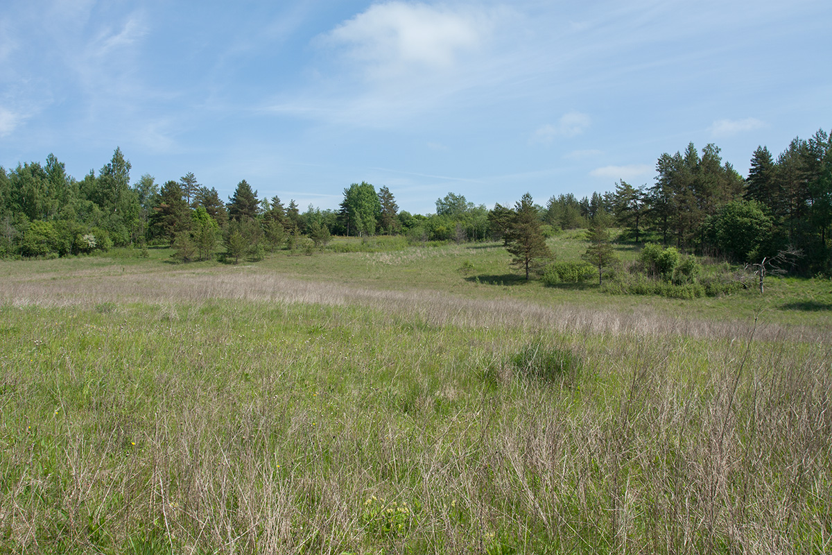 Изборско-Мальская долина, image of landscape/habitat.