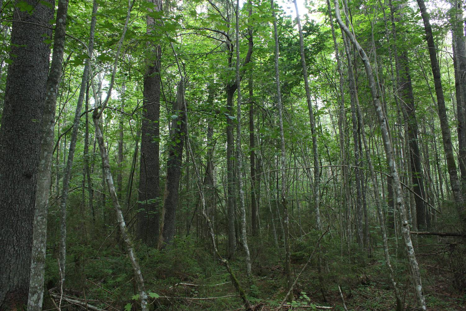 Центрально-Лесной заповедник, юг, изображение ландшафта.
