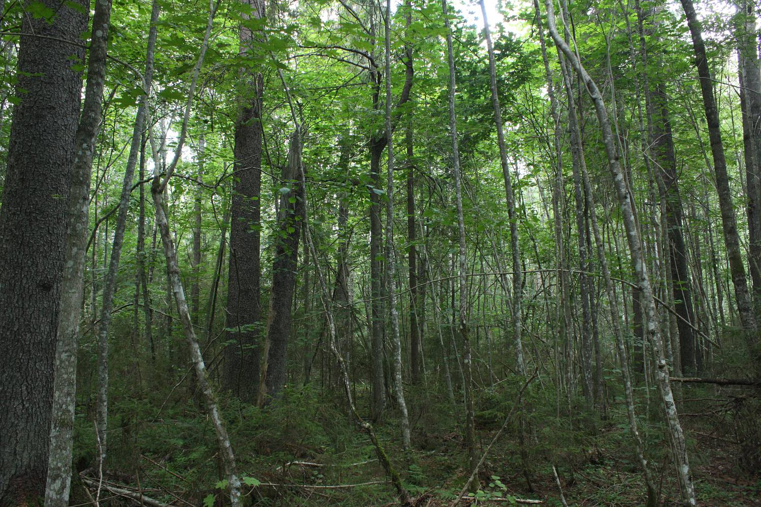 Центрально-Лесной заповедник, юг, image of landscape/habitat.