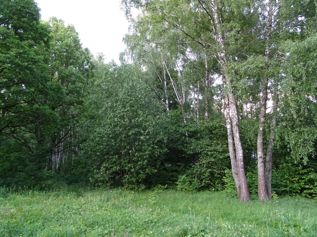 Широколиственные леса Подольска, image of landscape/habitat.