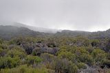 Килиманджаро, image of landscape/habitat.