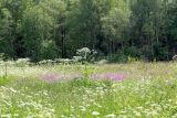 Image of landscape