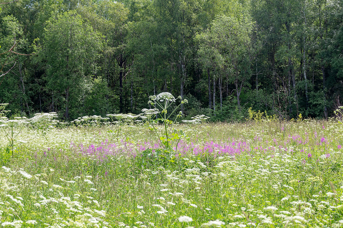 Окрестности посёлка Володарское, image of landscape/habitat.