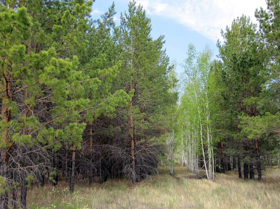 Благодатное, image of landscape/habitat.