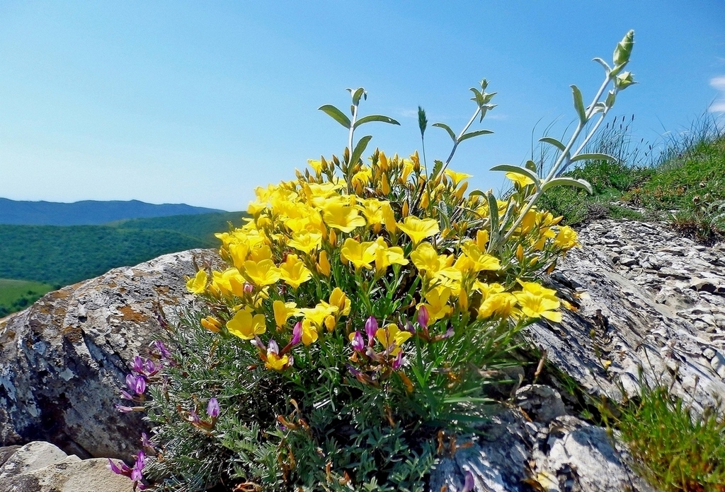 Гора Шахан, image of landscape/habitat.