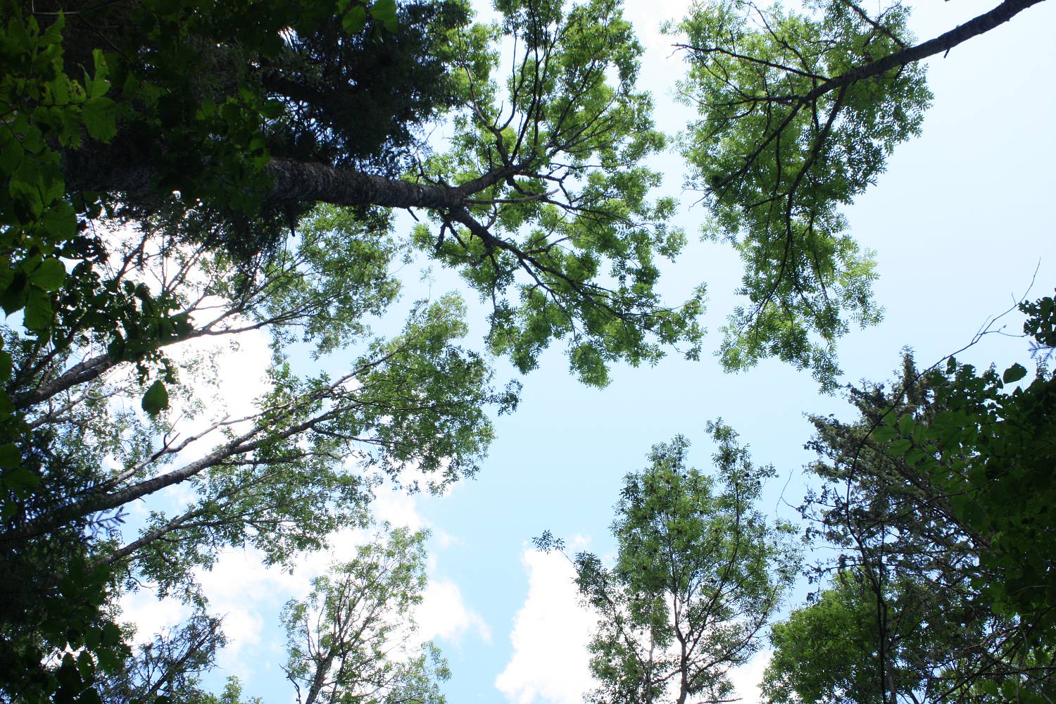 Центрально-Лесной заповедник, юг, image of landscape/habitat.