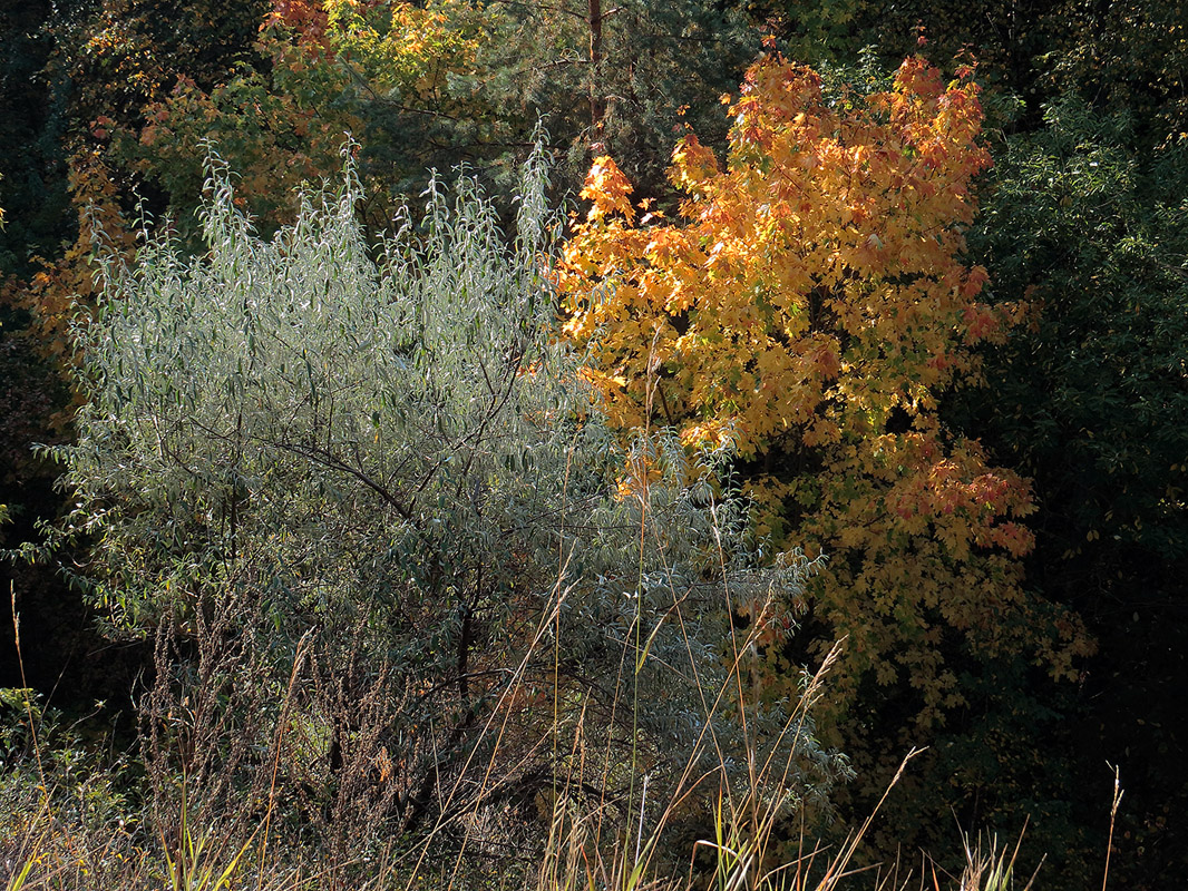 Верхняя Терраса и окрестности, image of landscape/habitat.