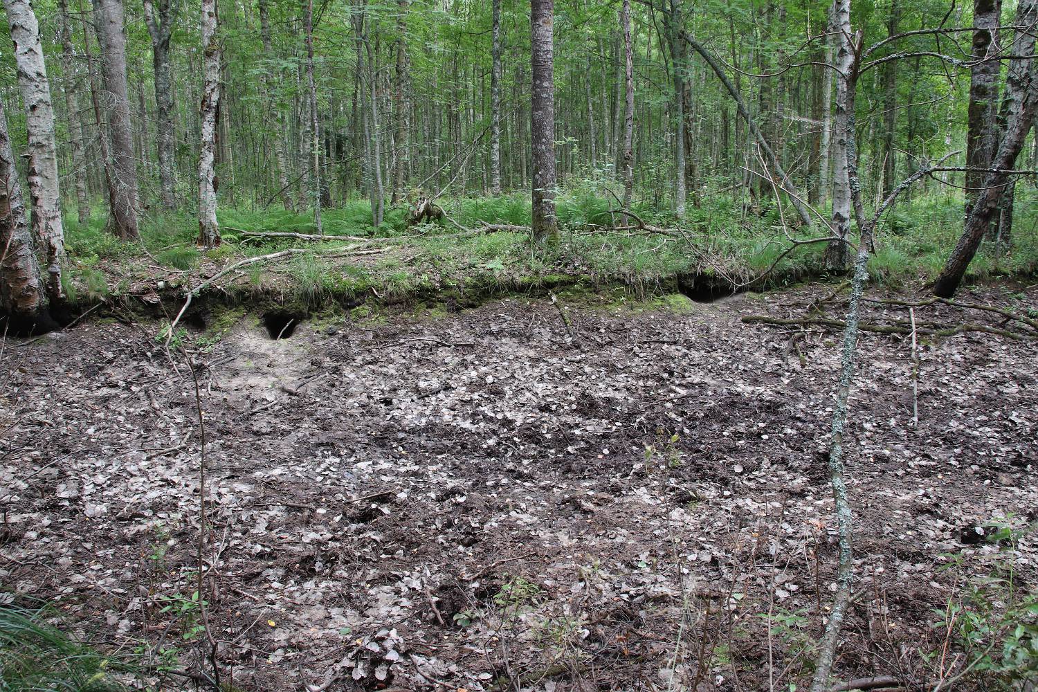 Окрестности деревни Курголово, image of landscape/habitat.