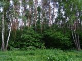 Широколиственные леса Подольска, изображение ландшафта.