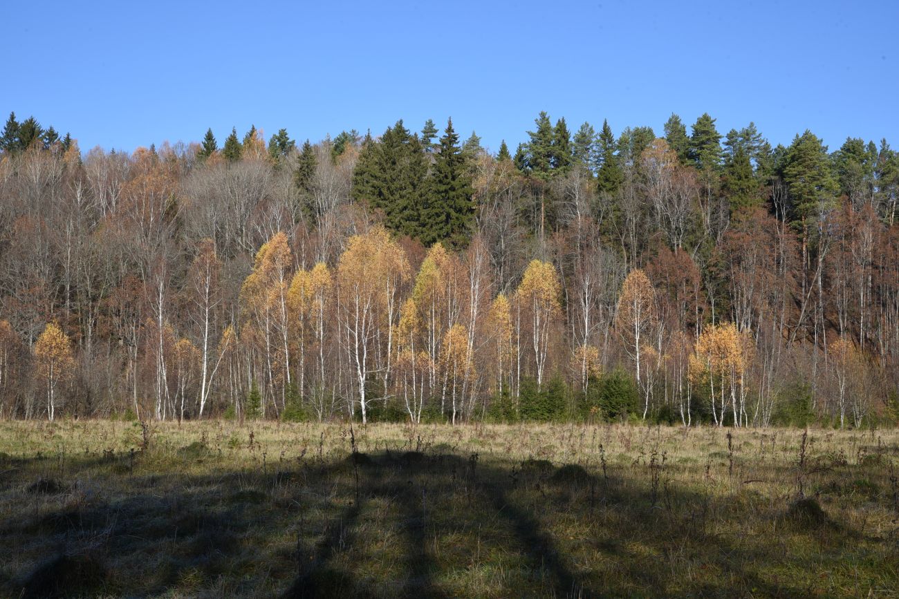 Окрестности деревни Семичёво, image of landscape/habitat.