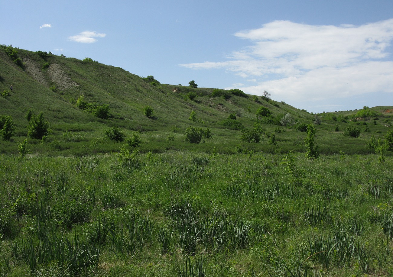 Митякинка, image of landscape/habitat.