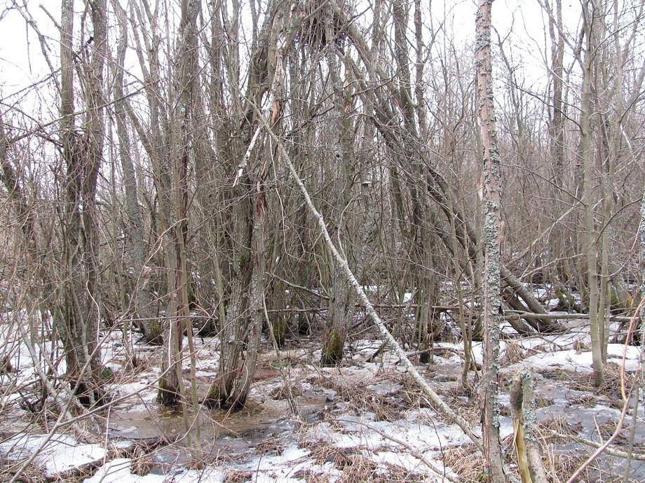 Северные окрестности Архангельска, image of landscape/habitat.