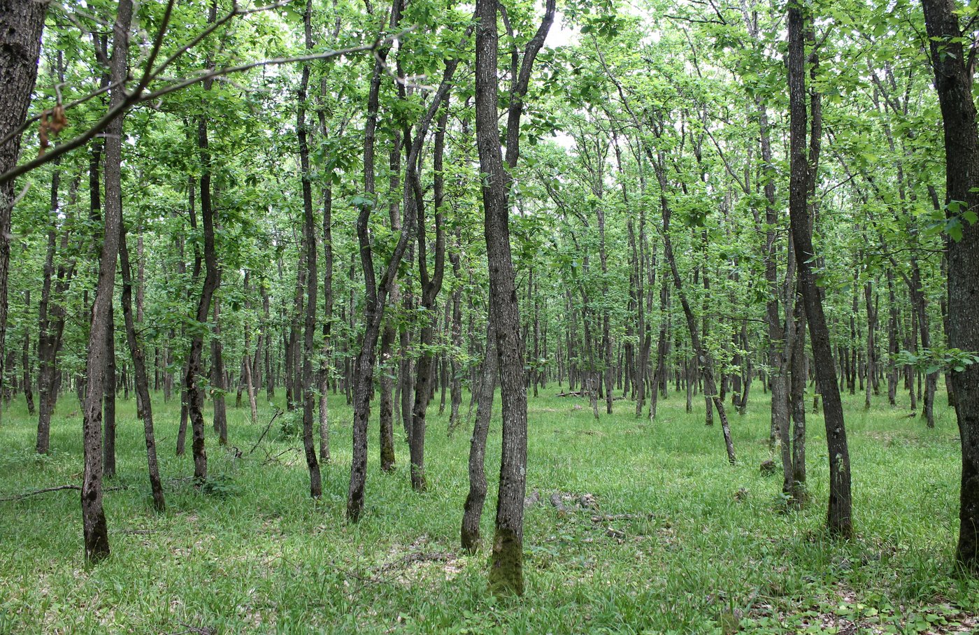 Холмская, image of landscape/habitat.