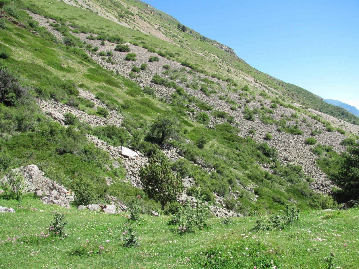 Окр. посёлка Эльбрус, image of landscape/habitat.