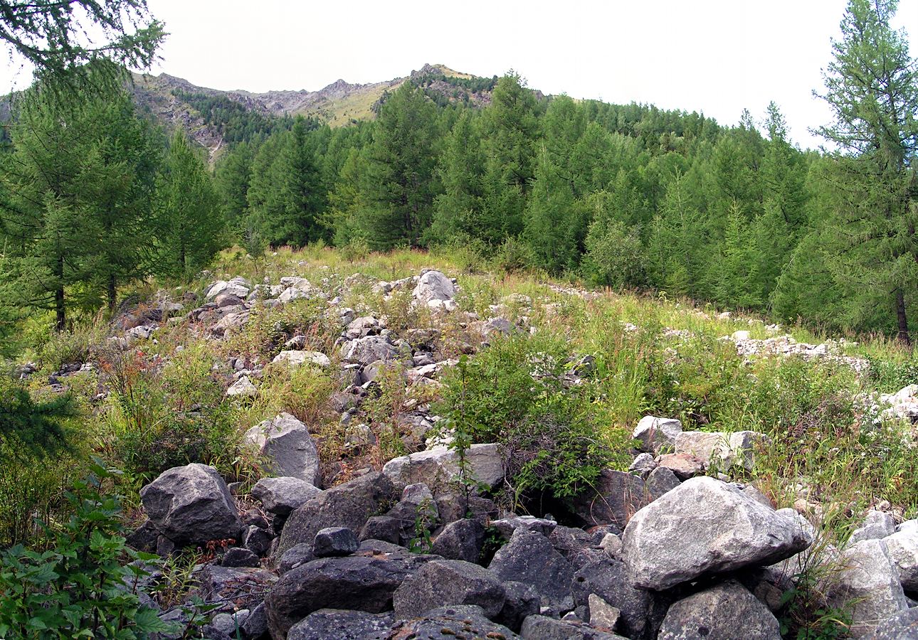 Курумы над Кучерлинским с запада, изображение ландшафта.