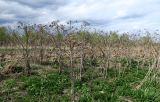 Ярцево, image of landscape/habitat.