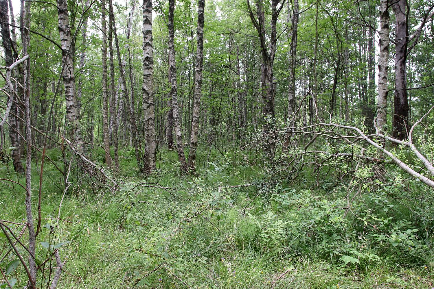 Окрестности деревни Курголово, image of landscape/habitat.