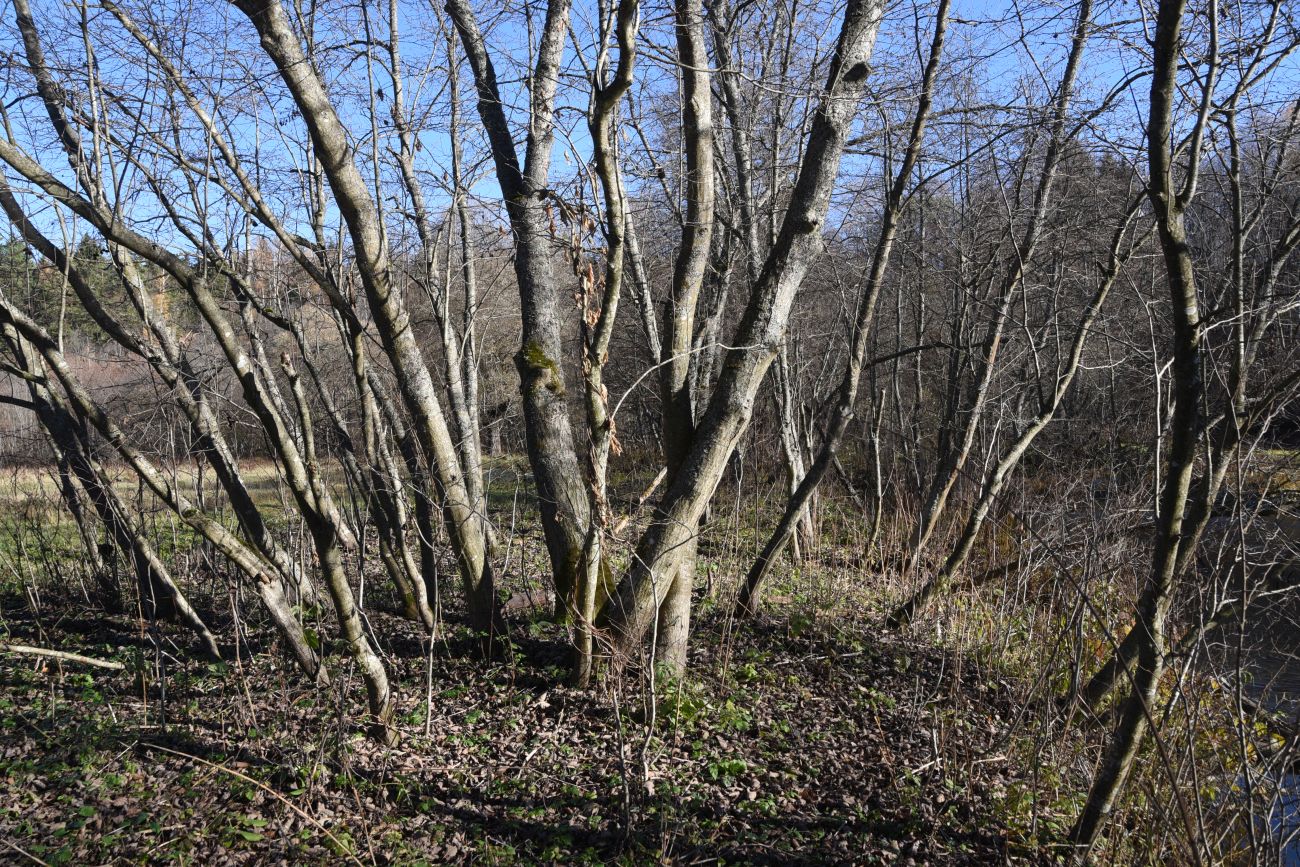 Окрестности деревни Семичёво, image of landscape/habitat.