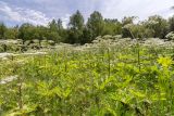 Image of landscape