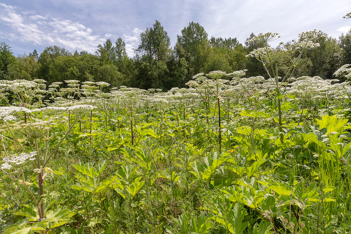 Окрестности посёлка Володарское, image of landscape/habitat.