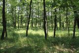 Холмская, image of landscape/habitat.