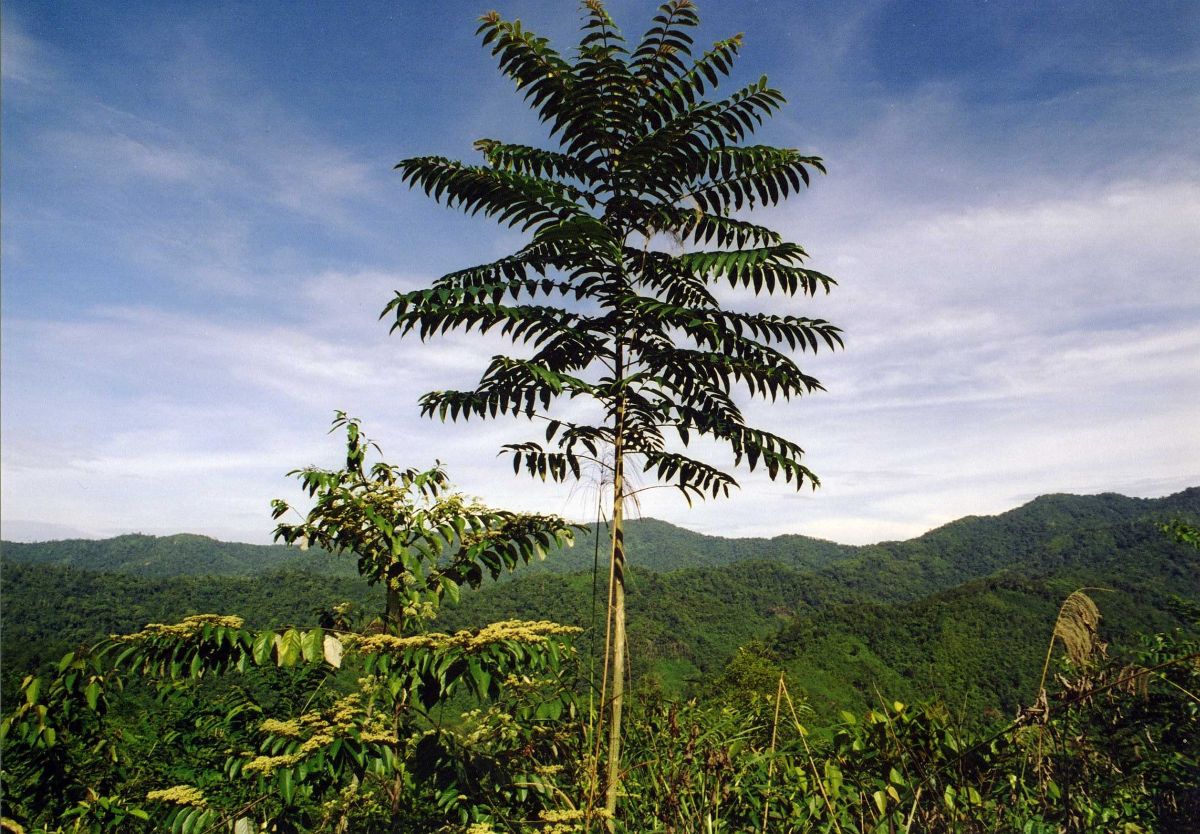 Хребет Крокер Рендж, image of landscape/habitat.