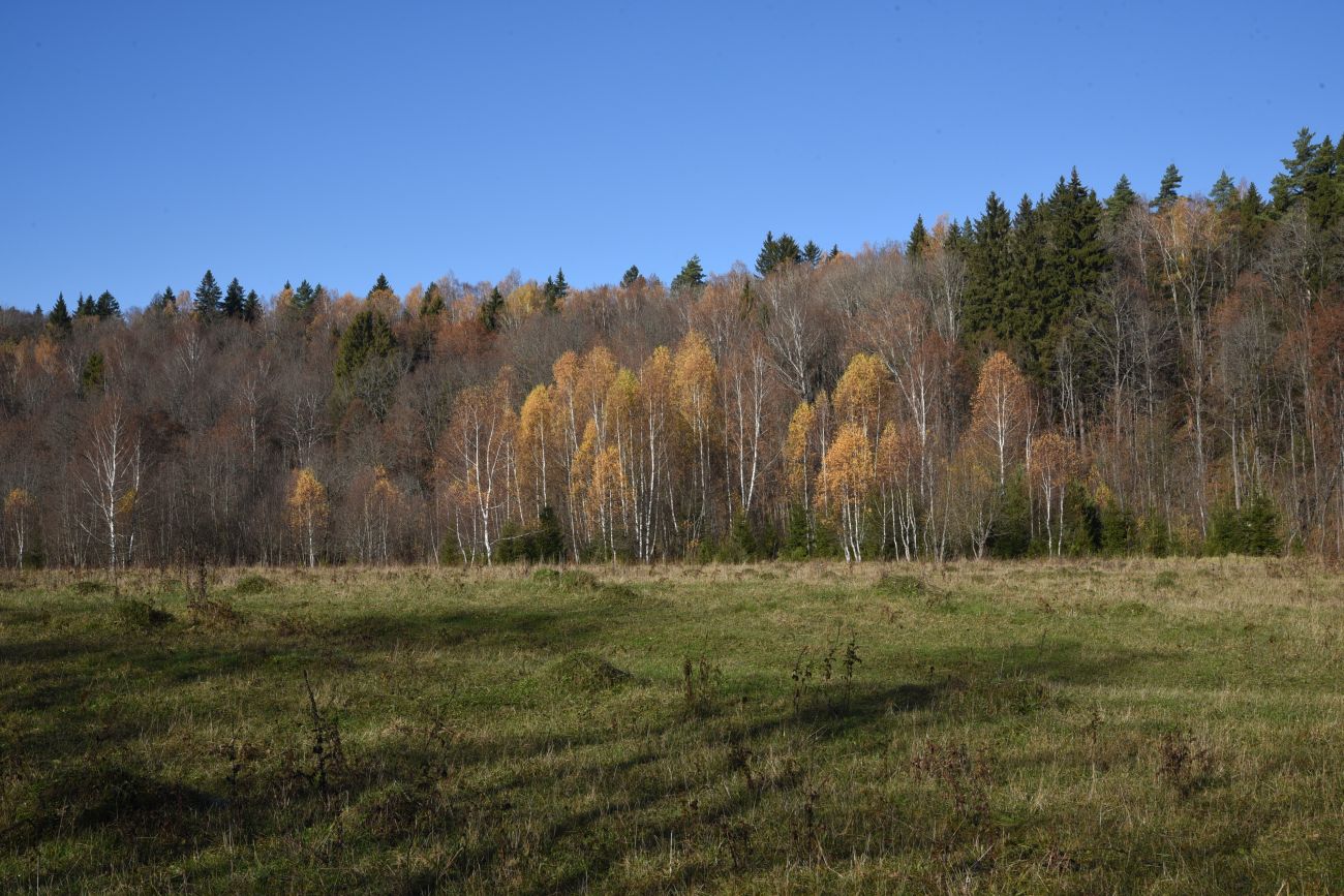 Окрестности деревни Семичёво, изображение ландшафта.